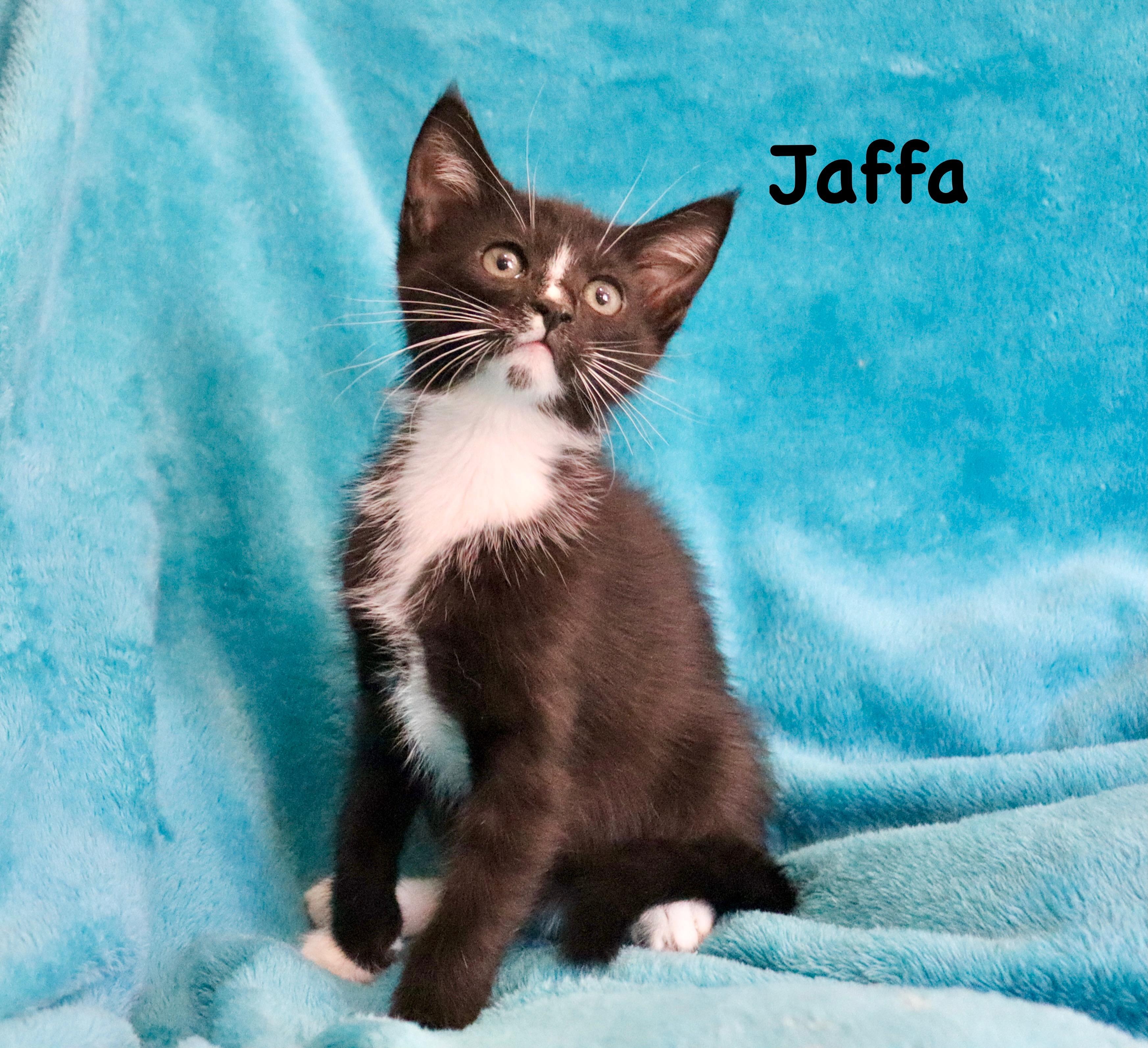 Jaffa photo 1