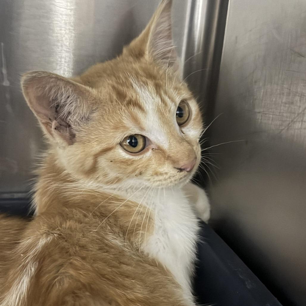 Kenna, Adoptable, Kitten Female Domestic Short Hair.