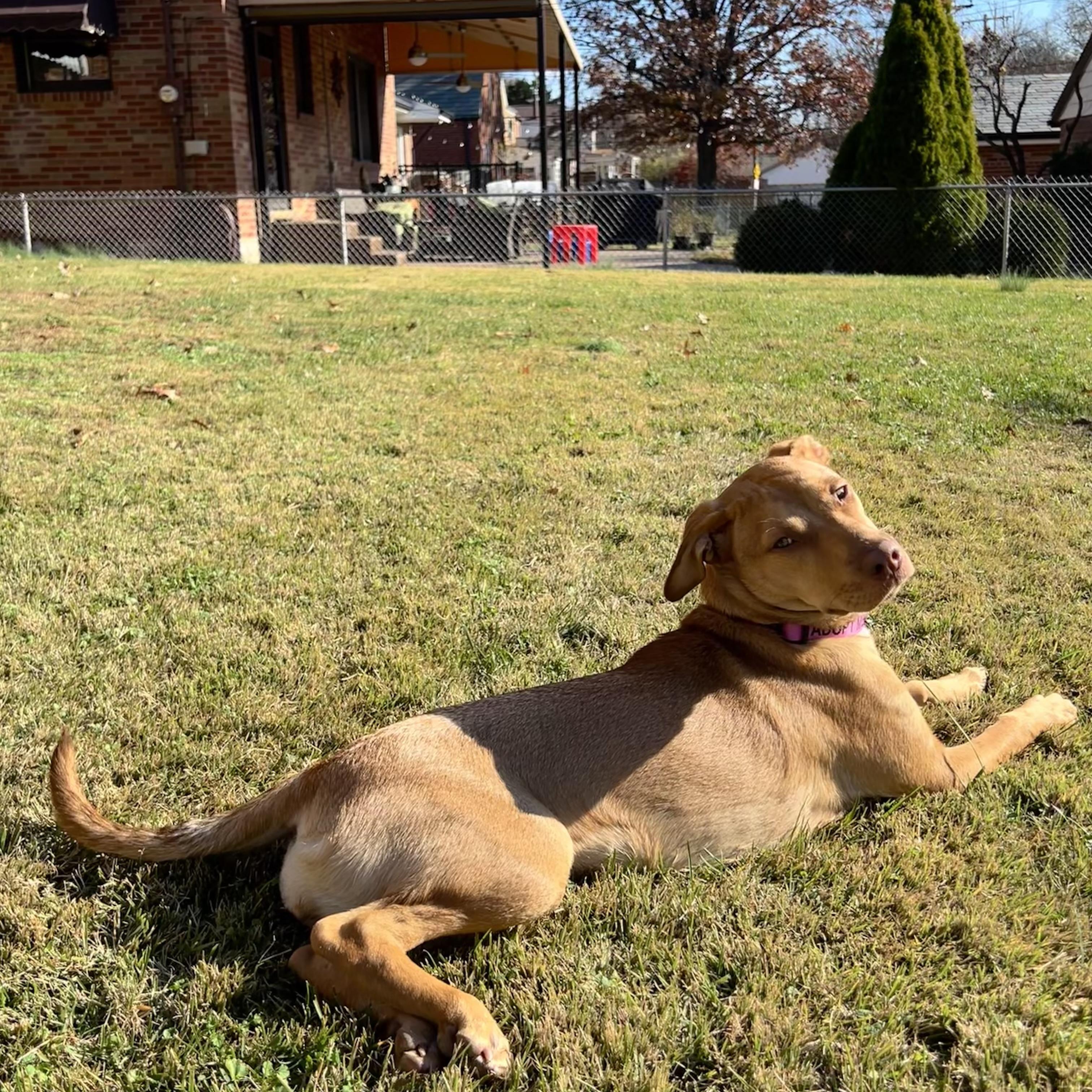 Pheobe, a Adoptable mixed breed in St. Louis, MO image 1/6