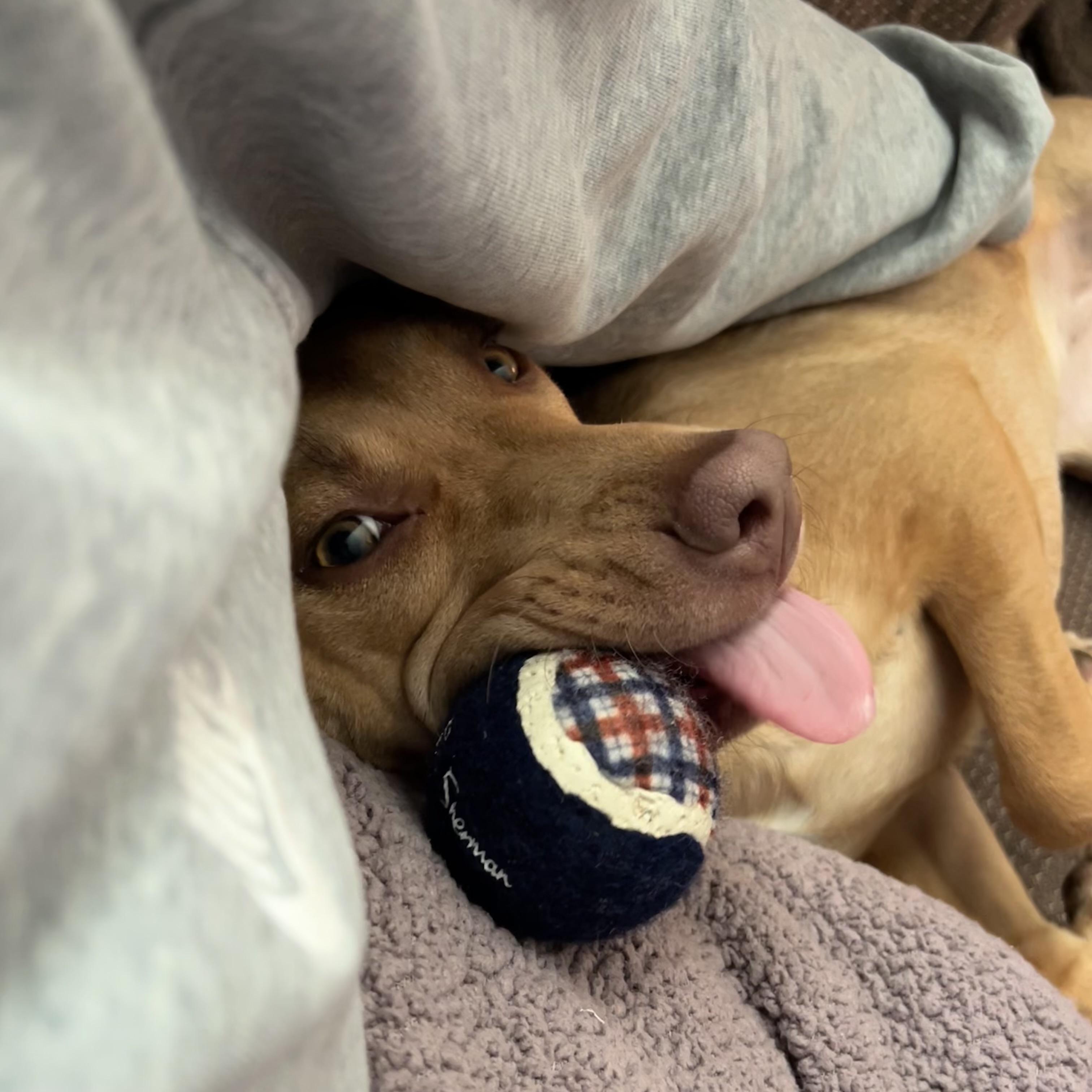 Pheobe, a Adoptable mixed breed in St. Louis, MO image 2/6