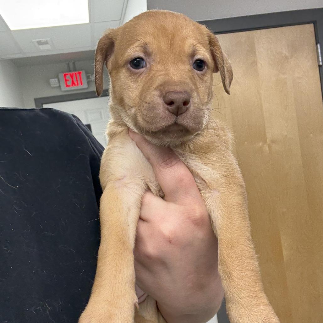 Pheobe, a Adoptable mixed breed in St. Louis, MO image 6/6