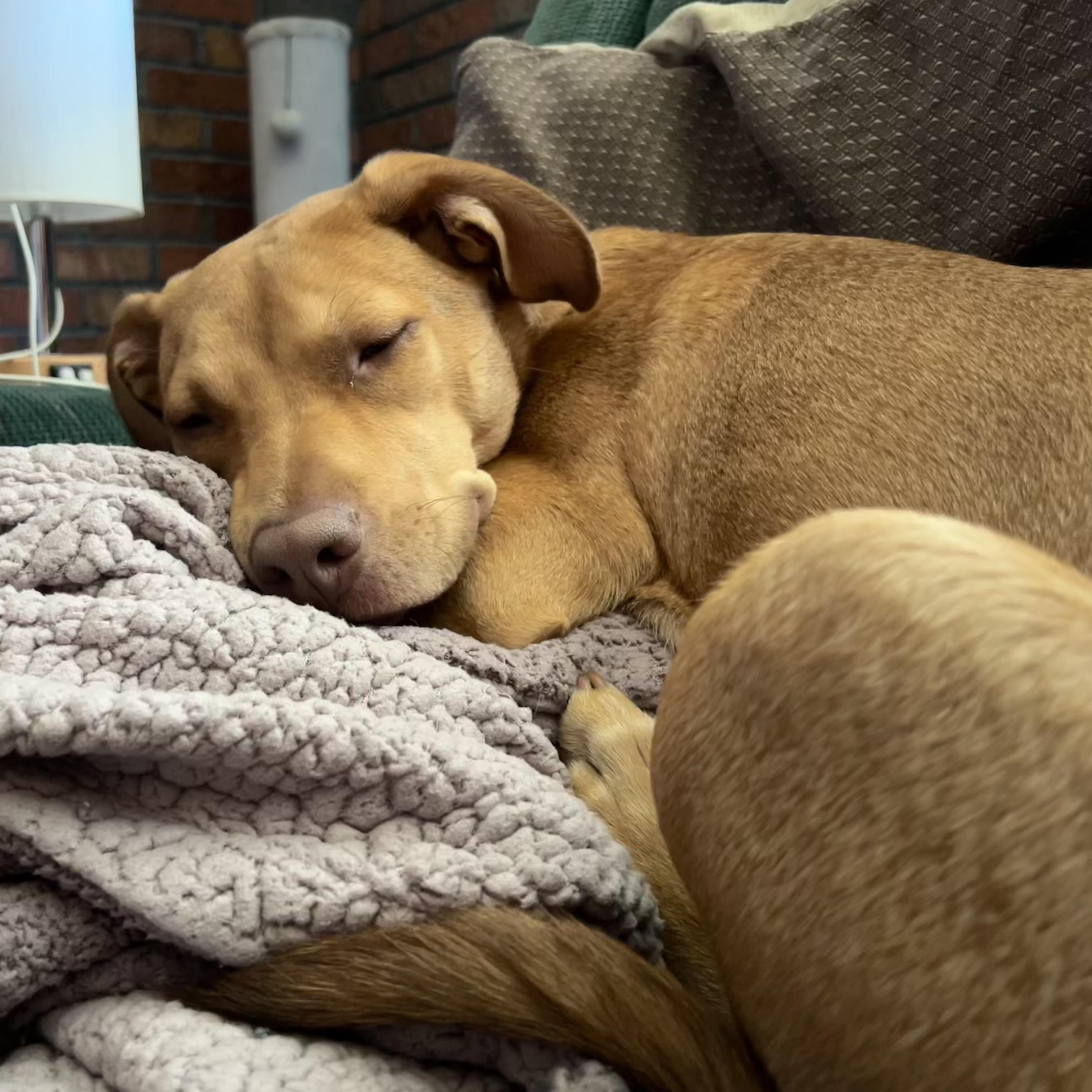 Pheobe, a Adoptable mixed breed in St. Louis, MO image 3/6