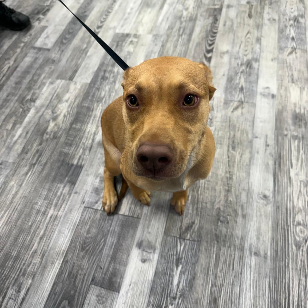 Pheobe, a Adoptable mixed breed in St. Louis, MO image 5/6