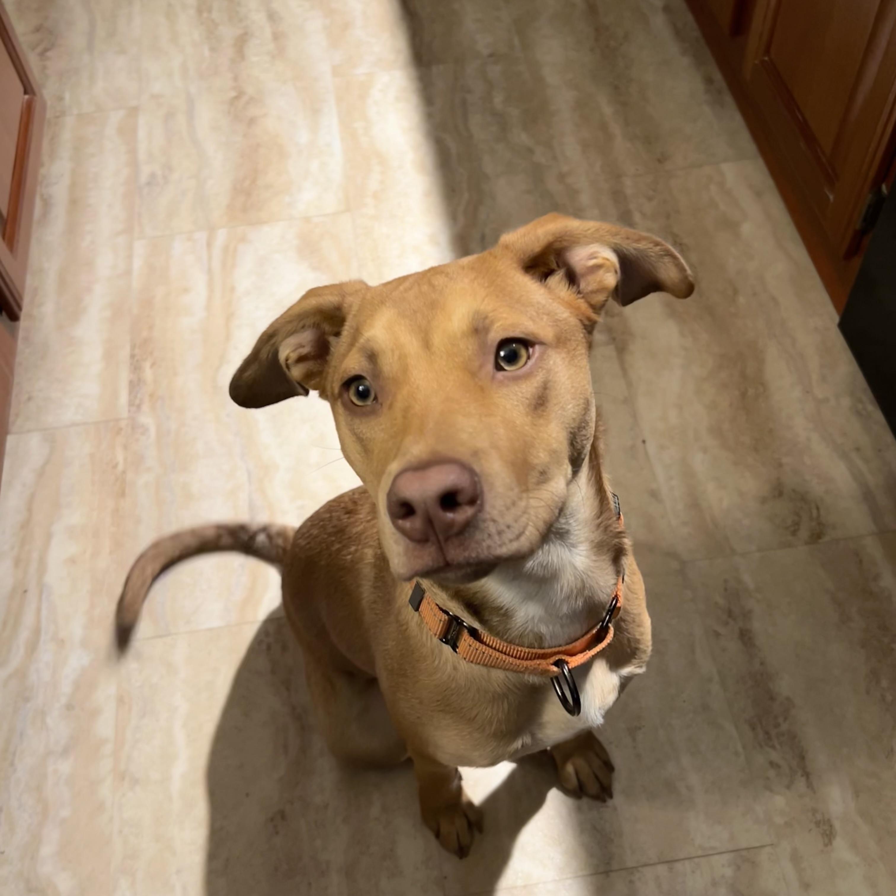 Pheobe, a Adoptable mixed breed in St. Louis, MO image 4/6