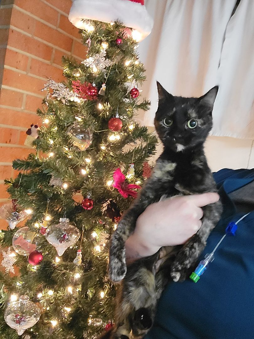 Momma Wreath, a Adopted Domestic Short Hair in Stuarts Draft, VA image 1/2