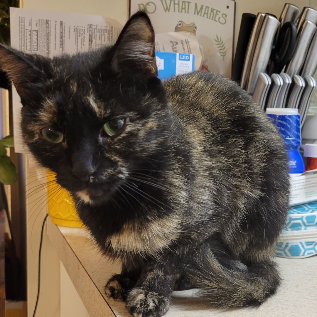 Momma Wreath, a Adopted Domestic Short Hair in Stuarts Draft, VA image 2/2