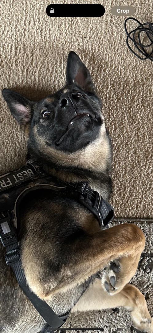 Scout, a Adoptable German Shepherd Dog in Lakeville, MN image 1/3