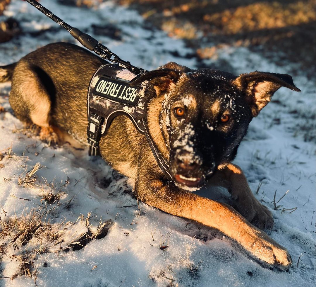 Scout, a Adoptable German Shepherd Dog in Lakeville, MN image 2/3
