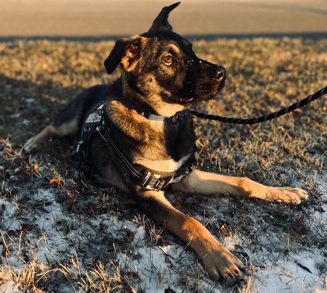 Scout, a Adoptable German Shepherd Dog in Lakeville, MN image 3/3