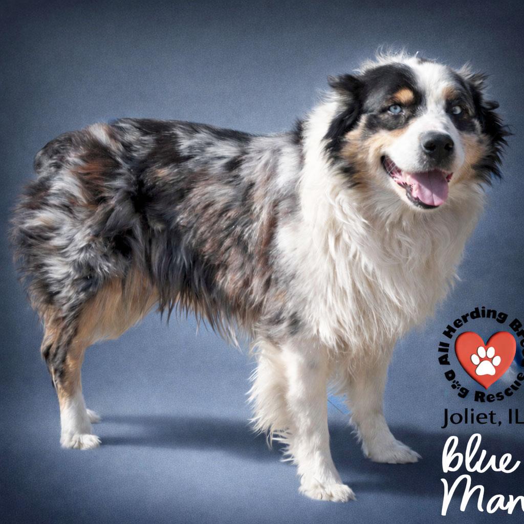 Enlarge Blu Man, a ADOPTABLE mixed breed in Joliet, IL image 2/2