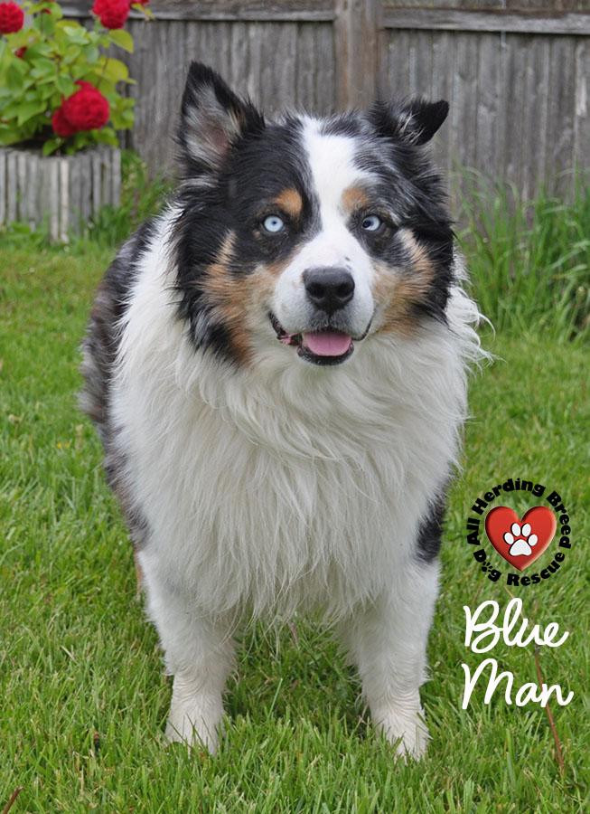 Enlarge Blu Man, a ADOPTABLE mixed breed in Joliet, IL image 2/4