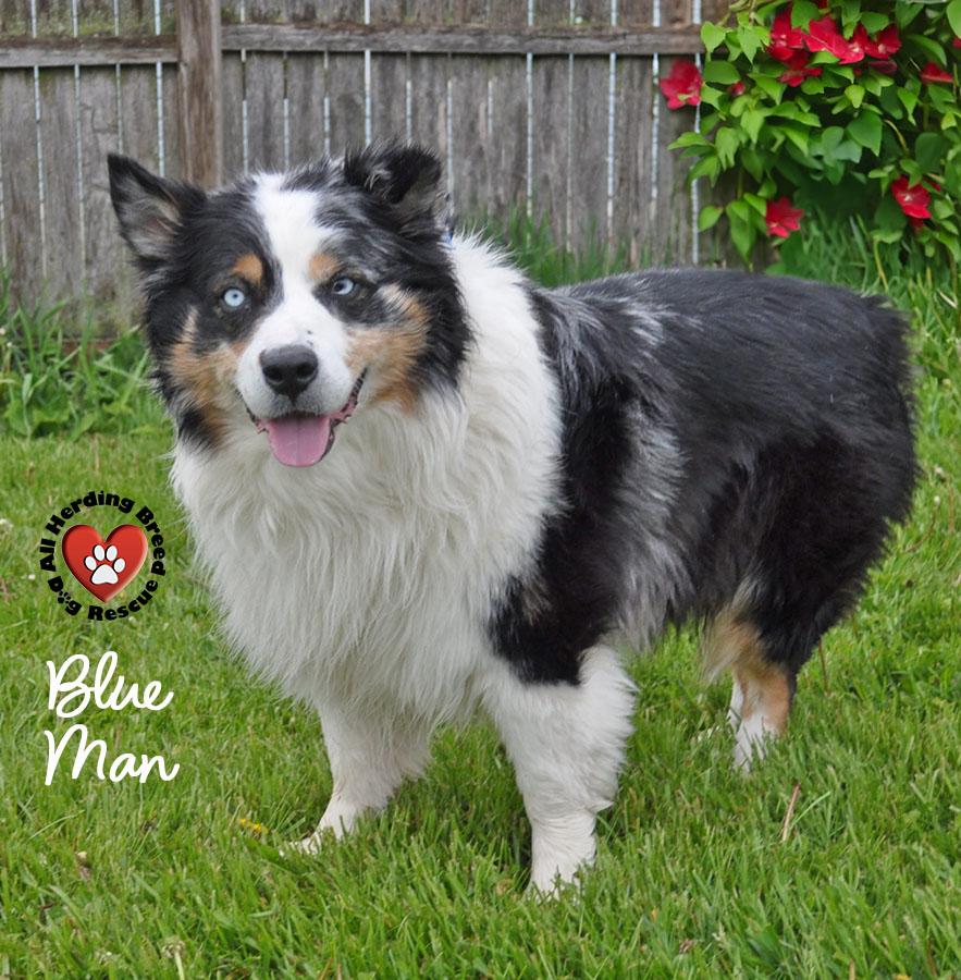Enlarge Blu Man, a ADOPTABLE mixed breed in Joliet, IL image 4/4
