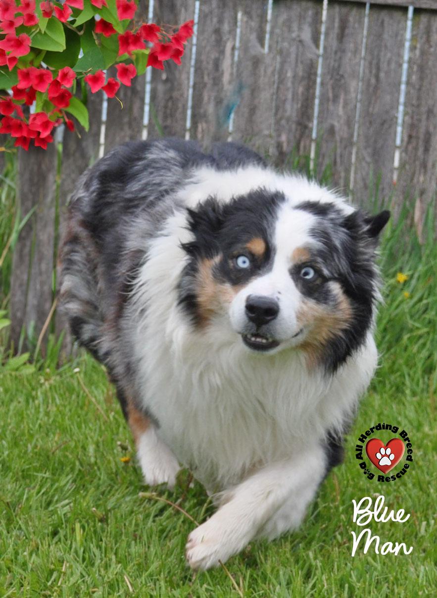 Enlarge Blu Man, a ADOPTABLE mixed breed in Joliet, IL image 3/4