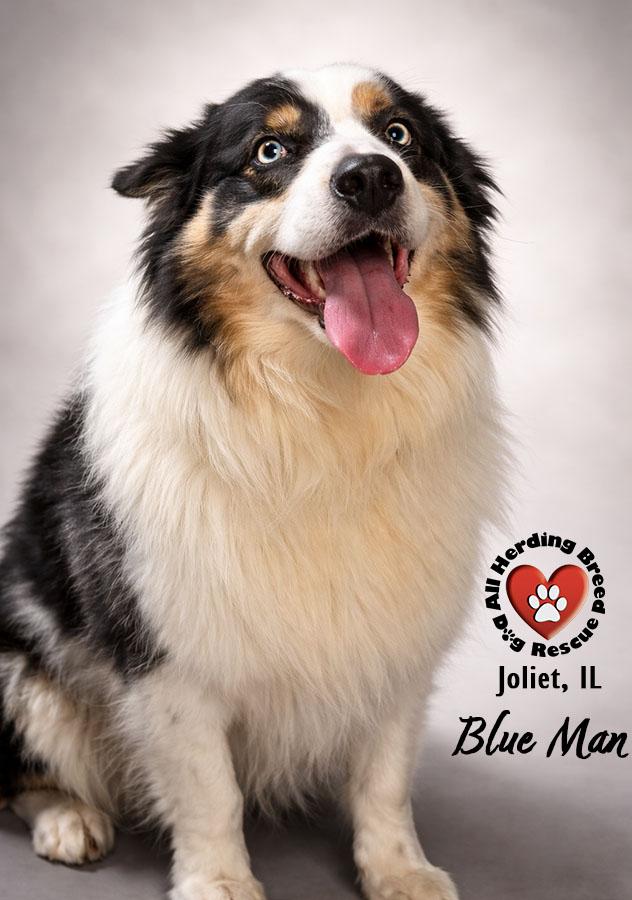 Enlarge Blu Man, a ADOPTABLE mixed breed in Joliet, IL image 1/2