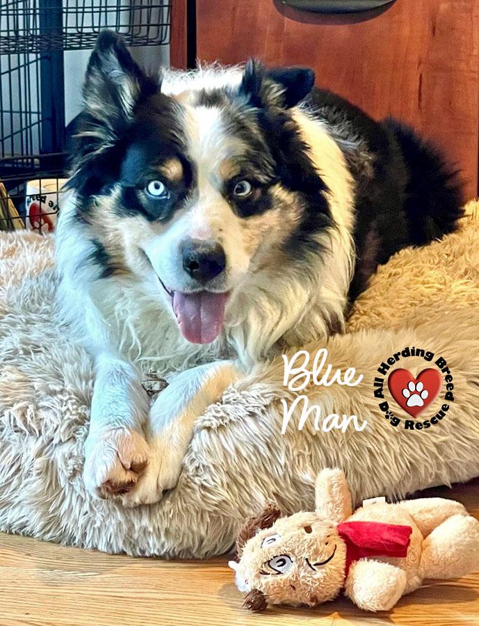 Blu Man, ADOPTABLE, Young Male Australian Shepherd.