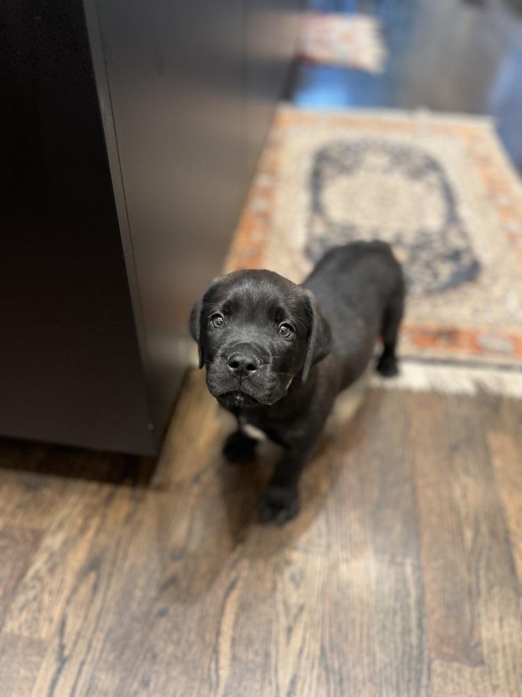 Imperial / Reese, Adopted, Puppy Male Labrador Retriever.