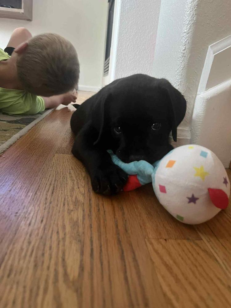 Enlarge Imperial / Reese, a Adopted mixed breed in Broomfield, CO image 2/6
