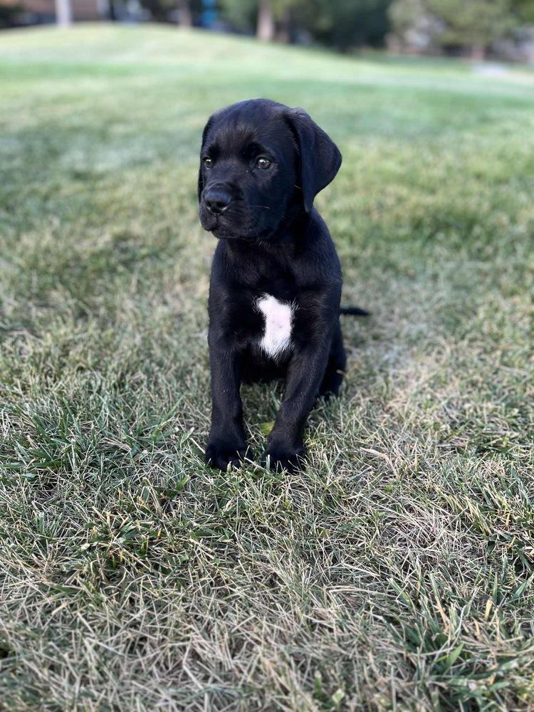 Enlarge Imperial / Reese, a Adopted mixed breed in Broomfield, CO image 3/6