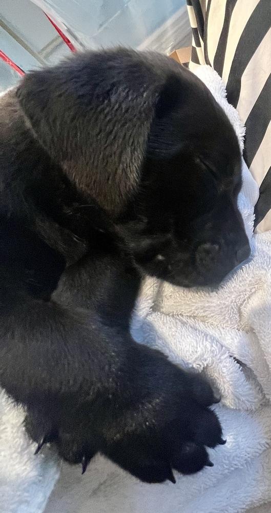 Enlarge Imperial / Reese, a Adopted mixed breed in Broomfield, CO image 4/6