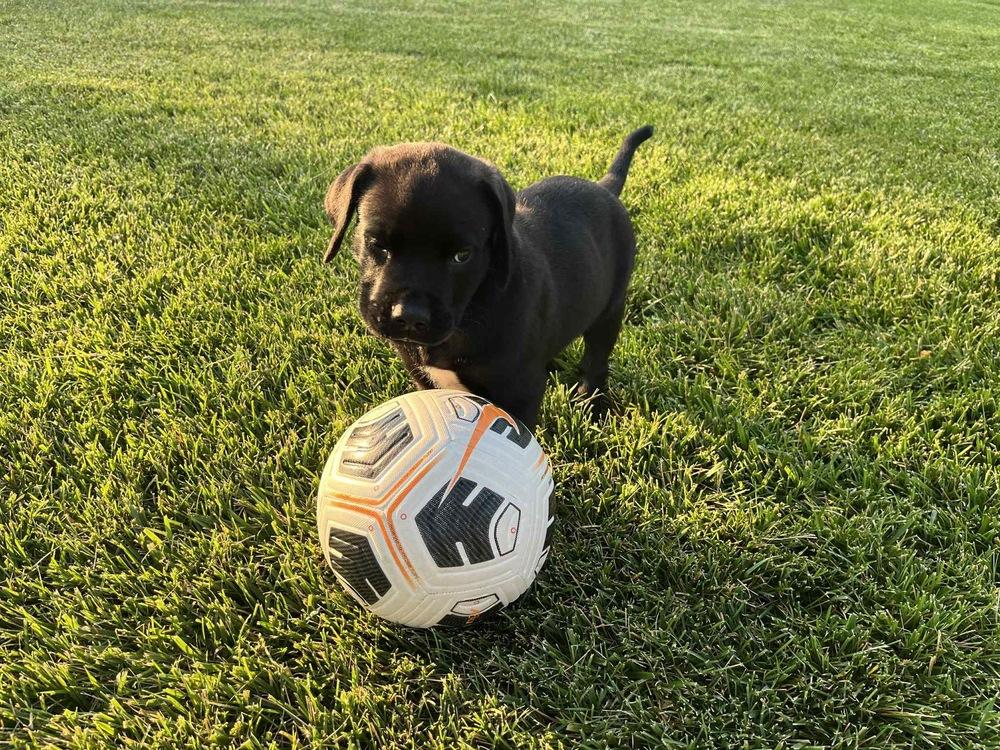 Enlarge Imperial / Reese, a Adopted mixed breed in Broomfield, CO image 5/6