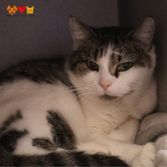 MAMA, Adoptable, Adult Female Domestic Short Hair.