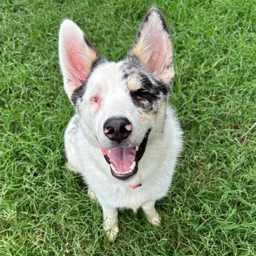 Enlarge Andy, a ADOPTABLE mixed breed in Yukon, OK image 3/6
