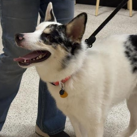 Andy, ADOPTABLE, Young Male Australian Shepherd.