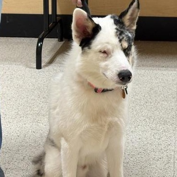 Enlarge Andy, a ADOPTABLE mixed breed in Yukon, OK image 2/6