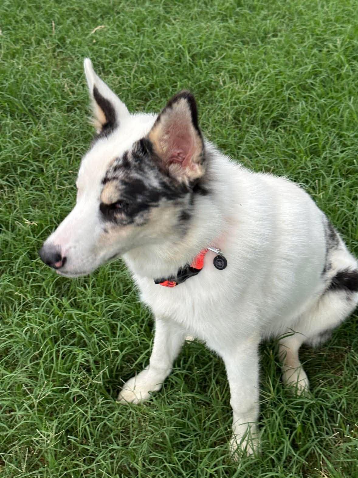 Enlarge Andy, a ADOPTABLE mixed breed in Yukon, OK image 6/6