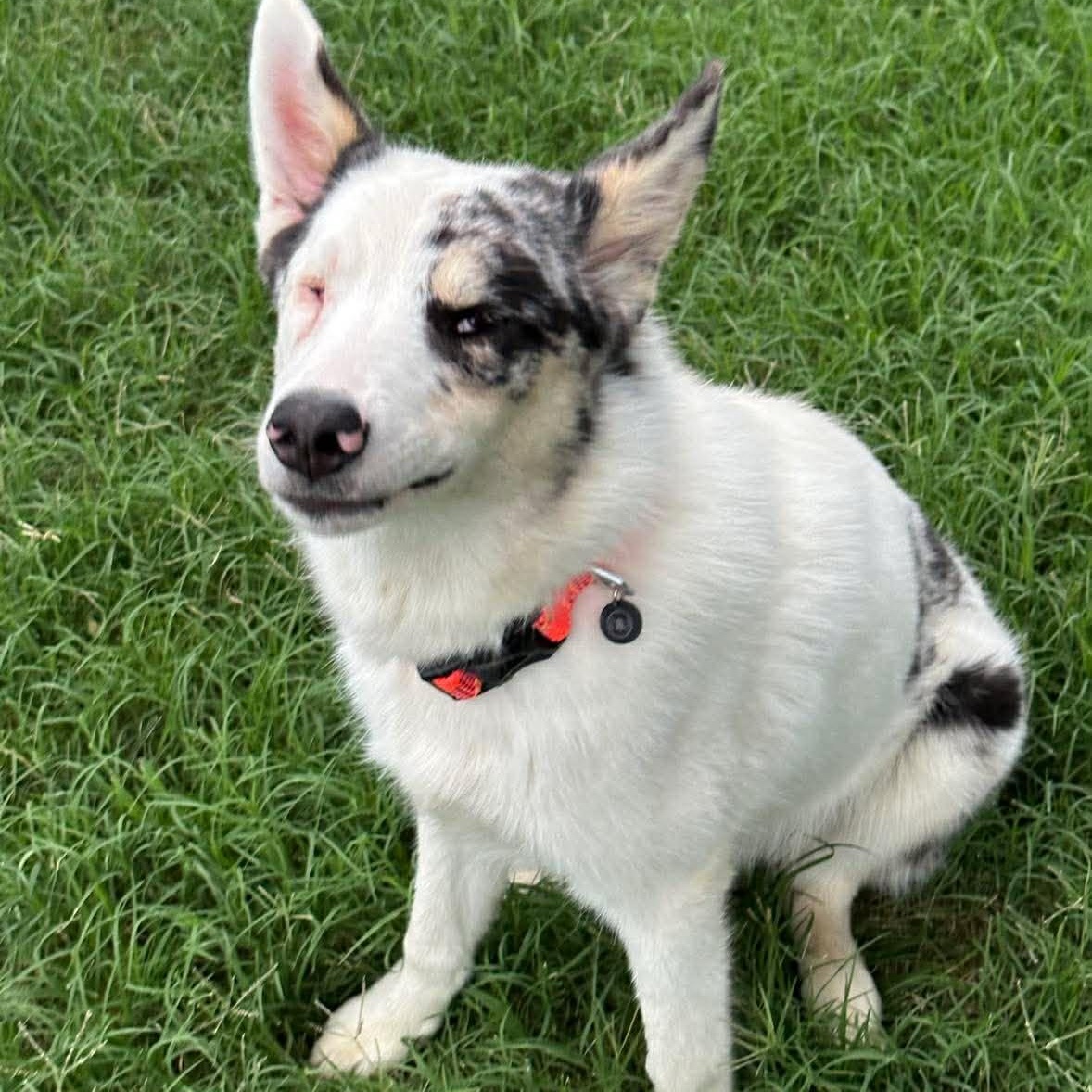 Enlarge Andy, a ADOPTABLE mixed breed in Yukon, OK image 5/6
