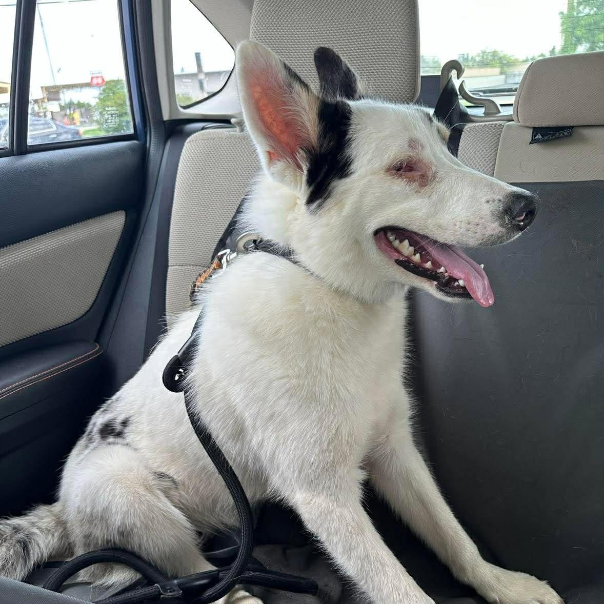 Enlarge Andy, a ADOPTABLE mixed breed in Yukon, OK image 4/6