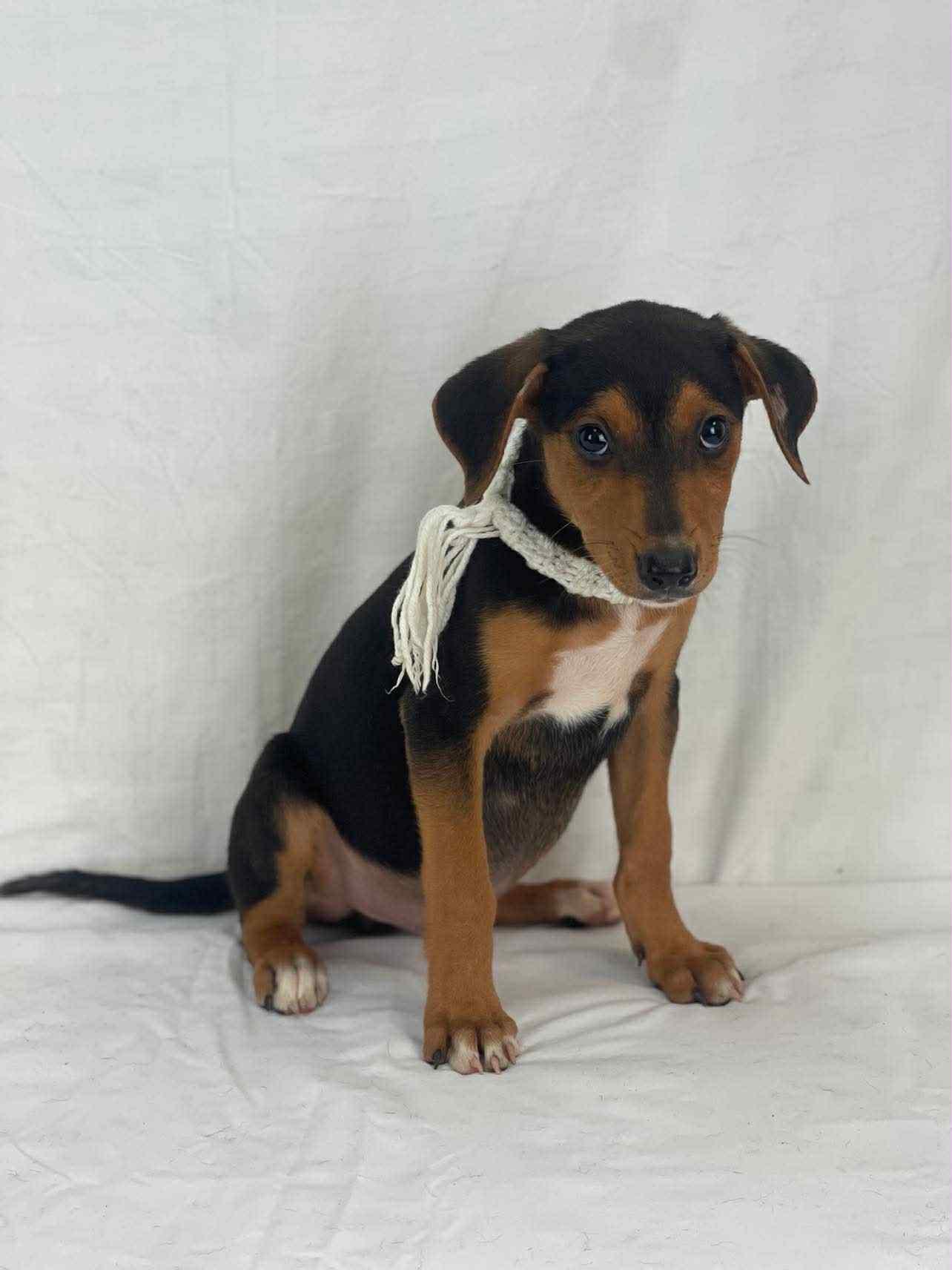Bristol the mixed breed