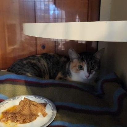 Autumn, Adoptable, Adult Female Domestic Short Hair.