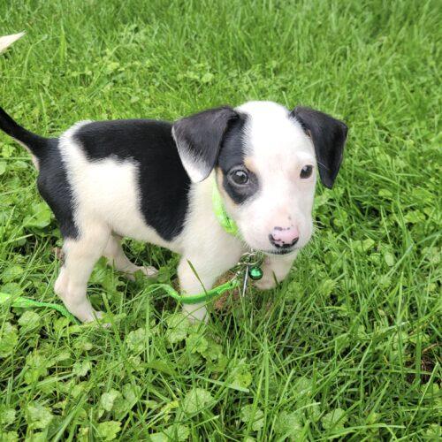 Henry, Adoptable, Puppy Male Beagle & Rat Terrier.