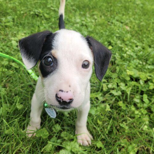 Enlarge Henry, a Adoptable mixed breed in Lincolnshire, IL image 2/3