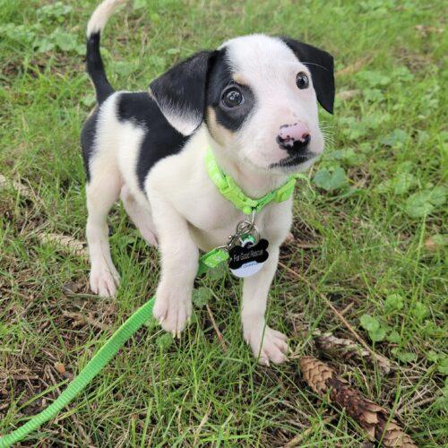 Enlarge Henry, a Adoptable mixed breed in Lincolnshire, IL image 3/3