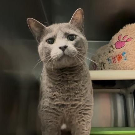 Tinsel, a ADOPTABLE Domestic Short Hair in Marion, NC image 1/4