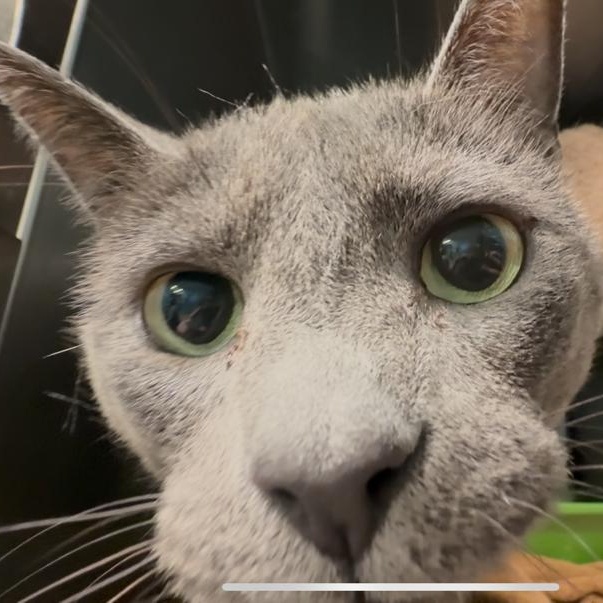 Tinsel, a ADOPTABLE Domestic Short Hair in Marion, NC image 2/4