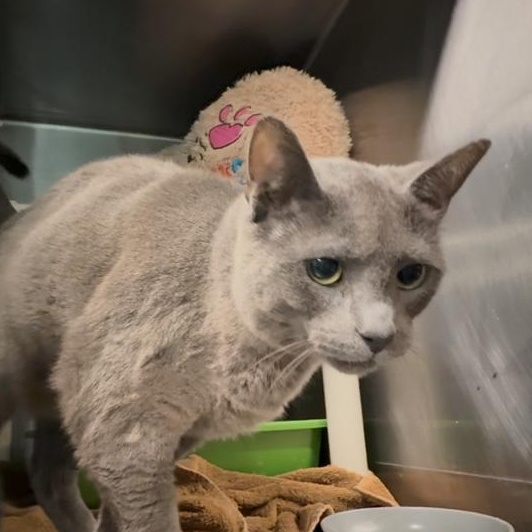 Tinsel, a ADOPTABLE Domestic Short Hair in Marion, NC image 3/4