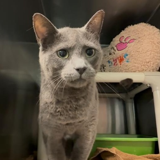 Tinsel, a ADOPTABLE Domestic Short Hair in Marion, NC image 4/4