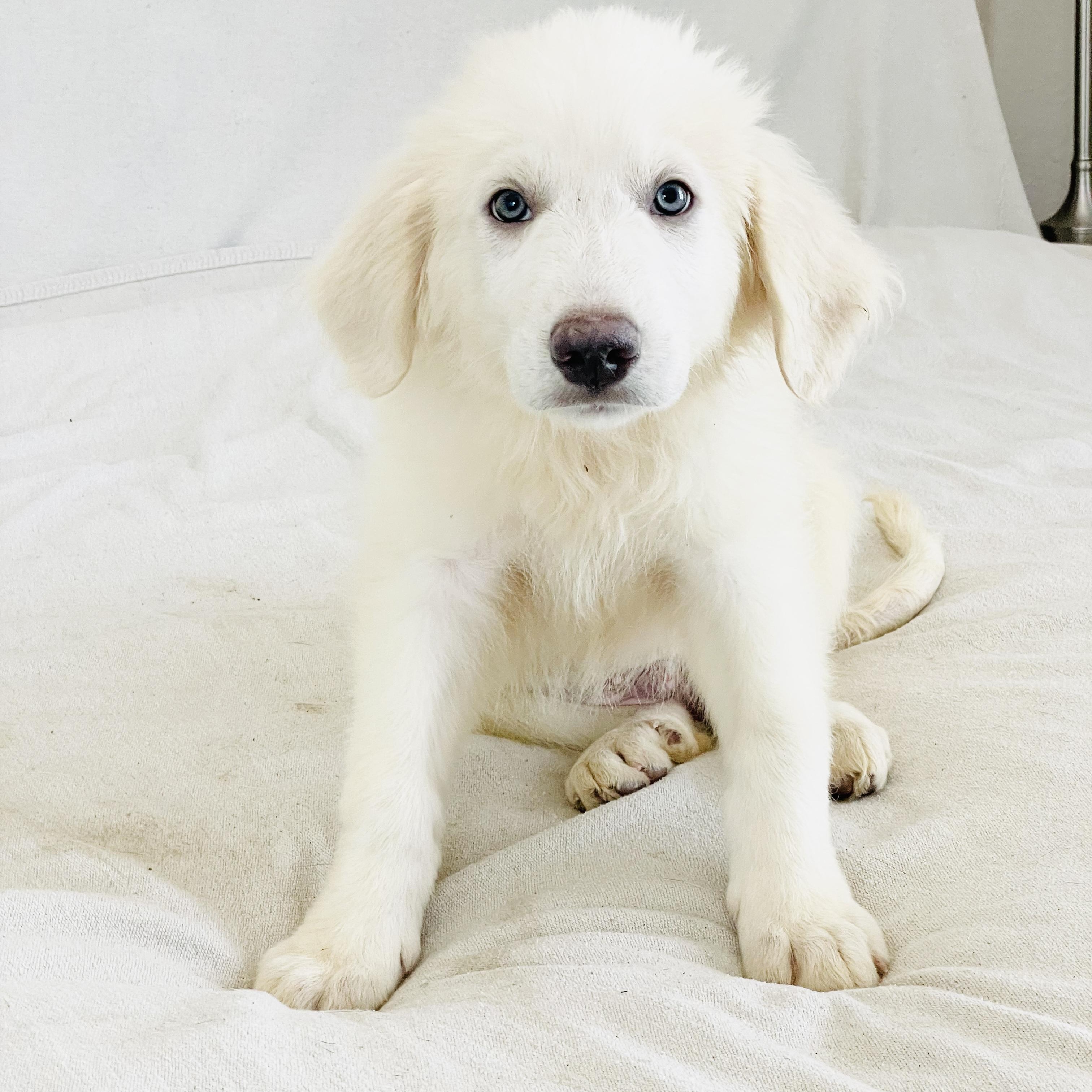 Mushy Leada, an adoptable Great Pyrenees in West Hartford , CT image 2/4