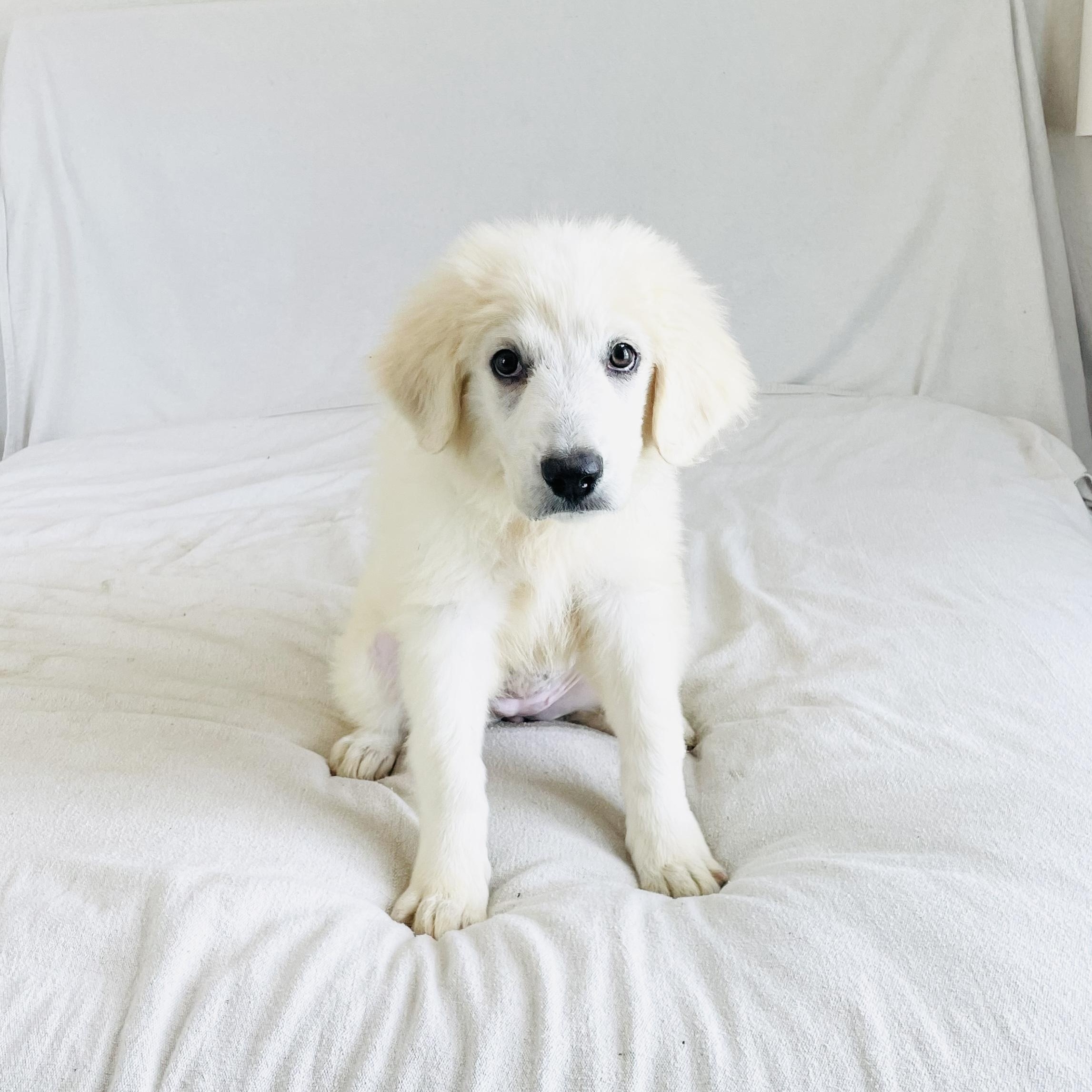 Mushy Leada, an adoptable Great Pyrenees in West Hartford , CT image 4/4