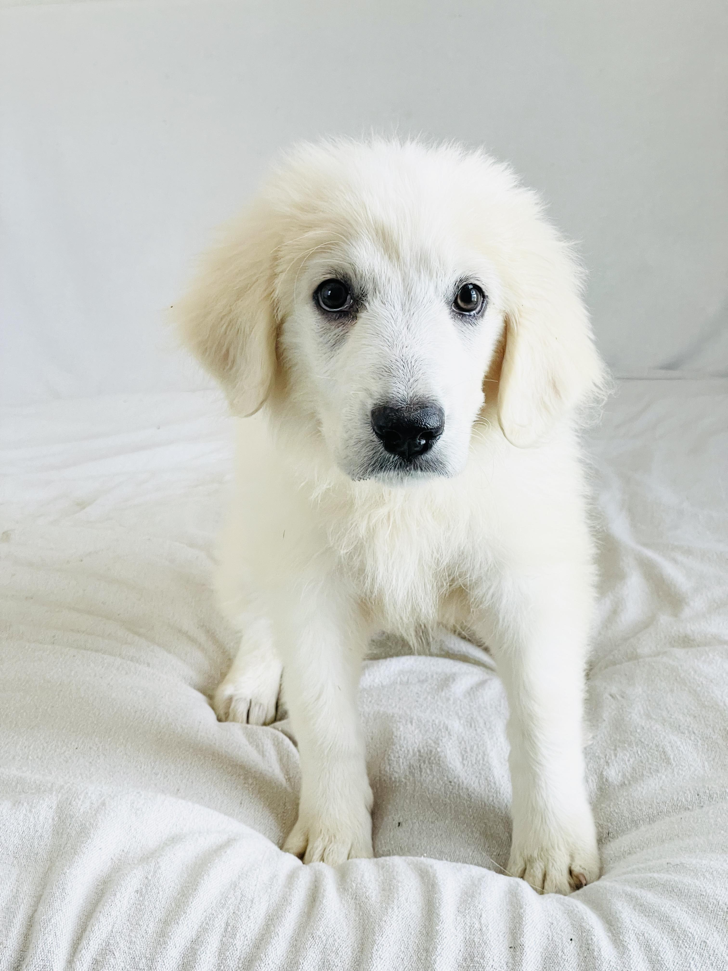 Mushy Leada, an adoptable Great Pyrenees in West Hartford , CT image 1/4