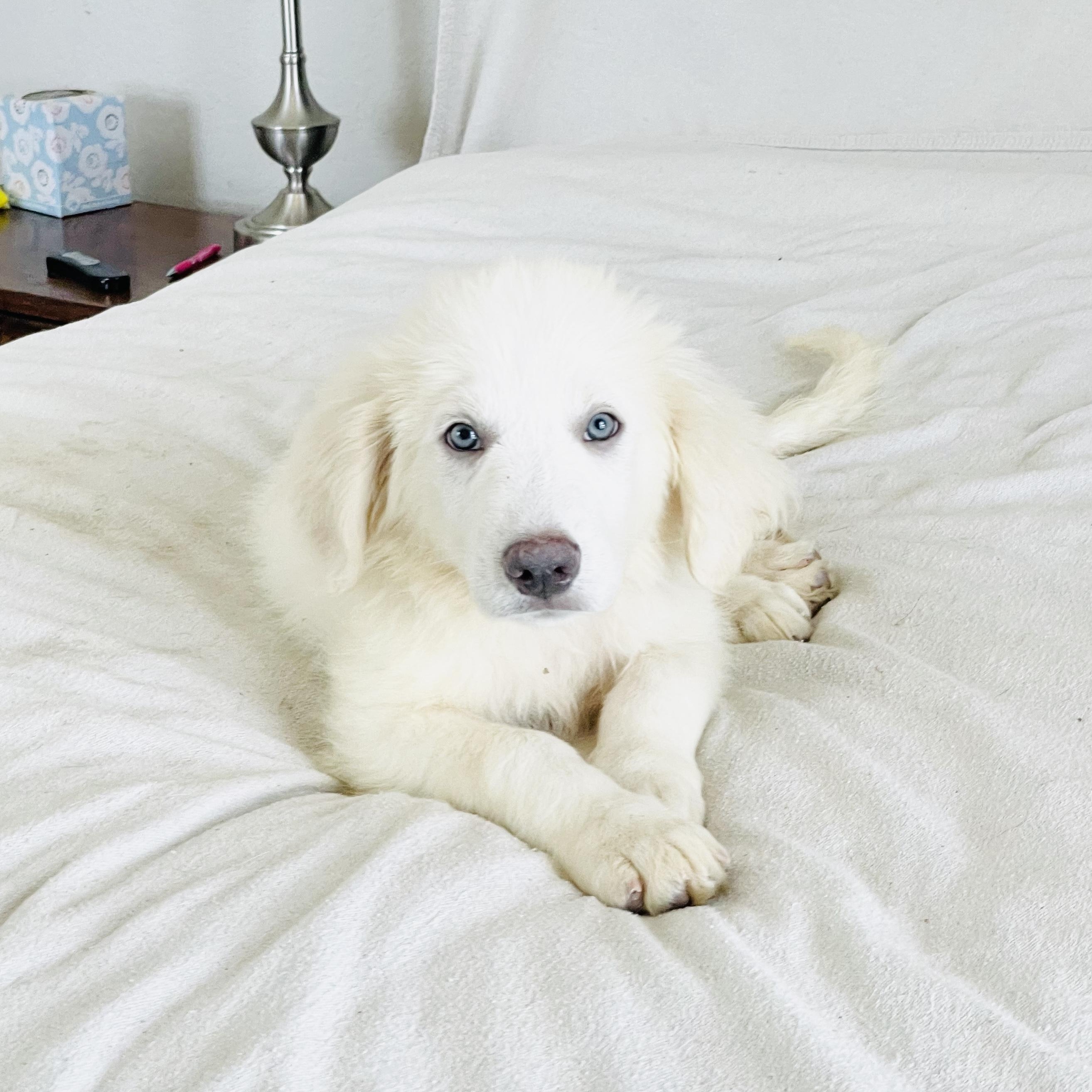 Mushy Leada, an adoptable Great Pyrenees in West Hartford , CT image 3/4