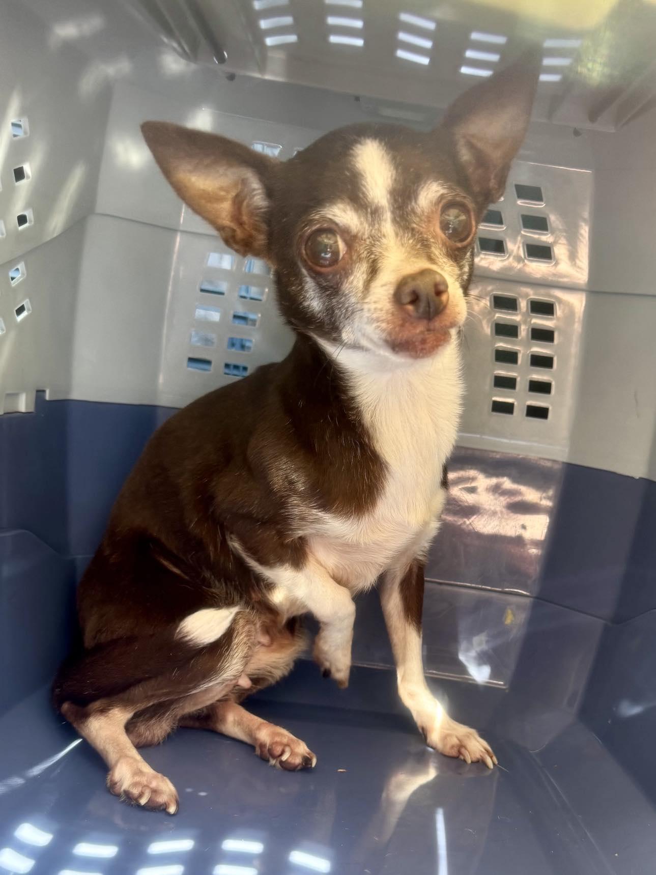 Dixie - ON MEDICAL HOLD photo 2