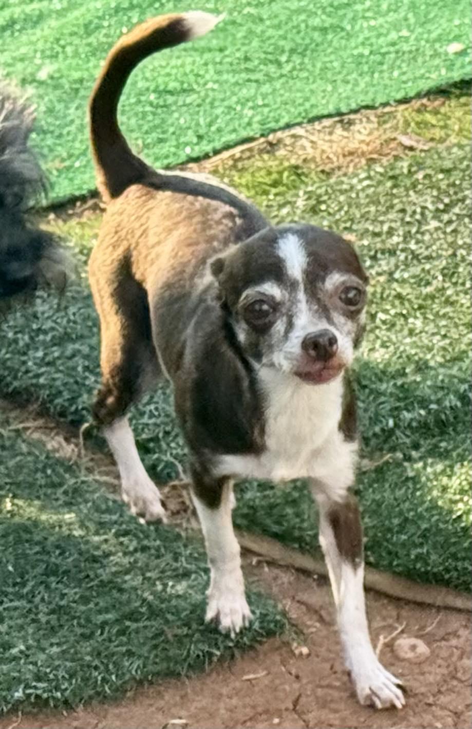 Dixie - ON MEDICAL HOLD, Young Female Chihuahua