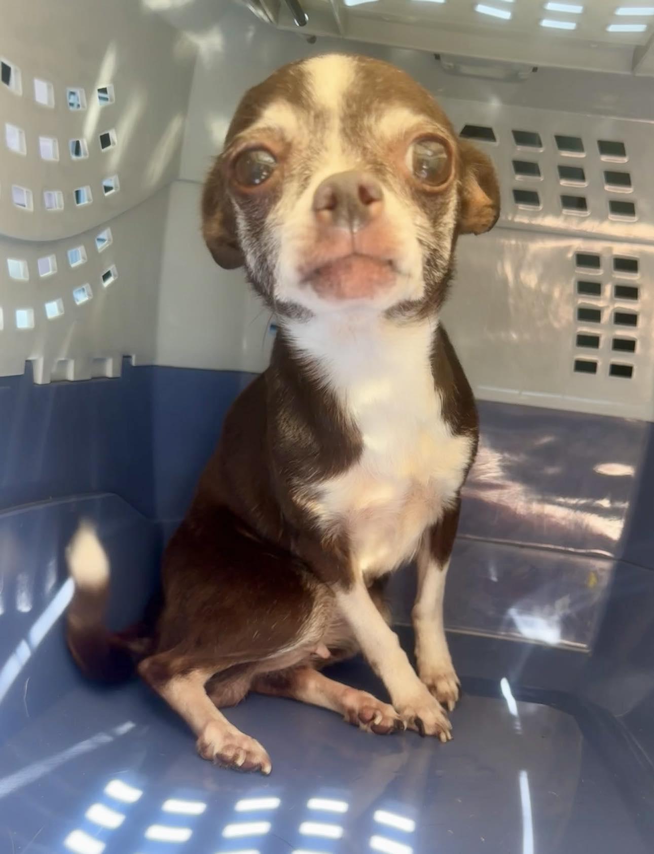 Dixie - ON MEDICAL HOLD photo 3