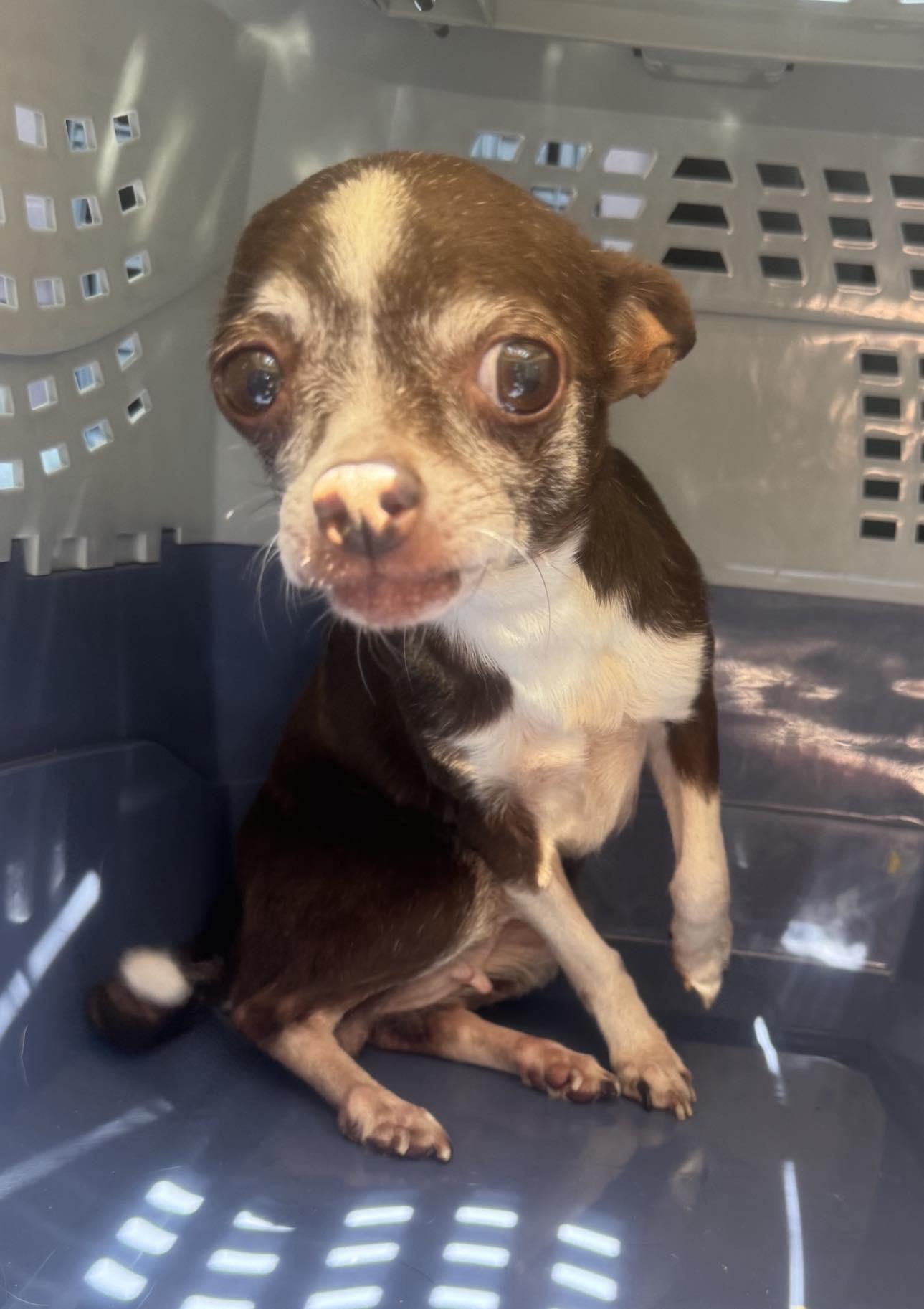 Dixie - ON MEDICAL HOLD photo 4