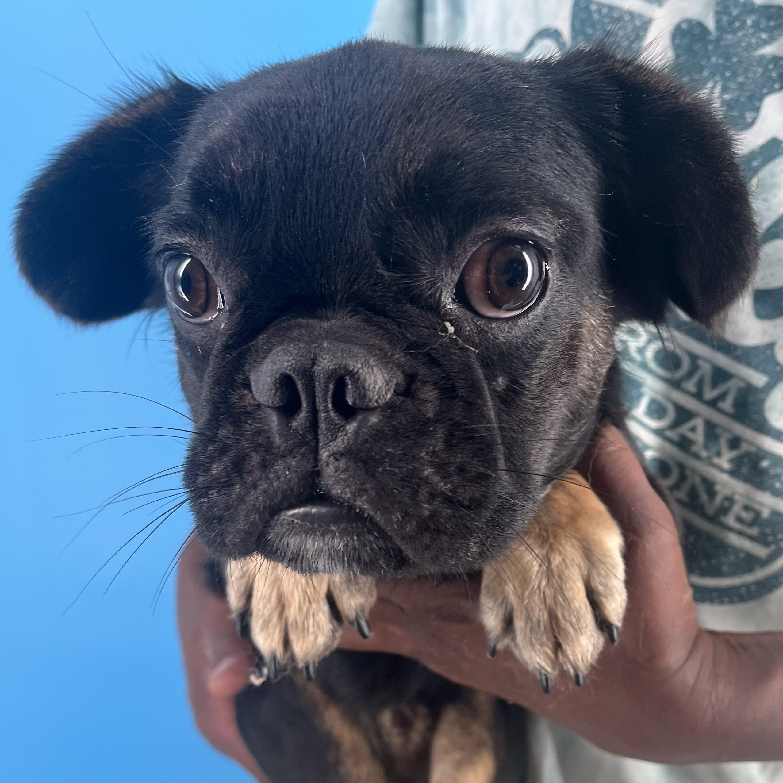 Romeo - Local Sept 26-28