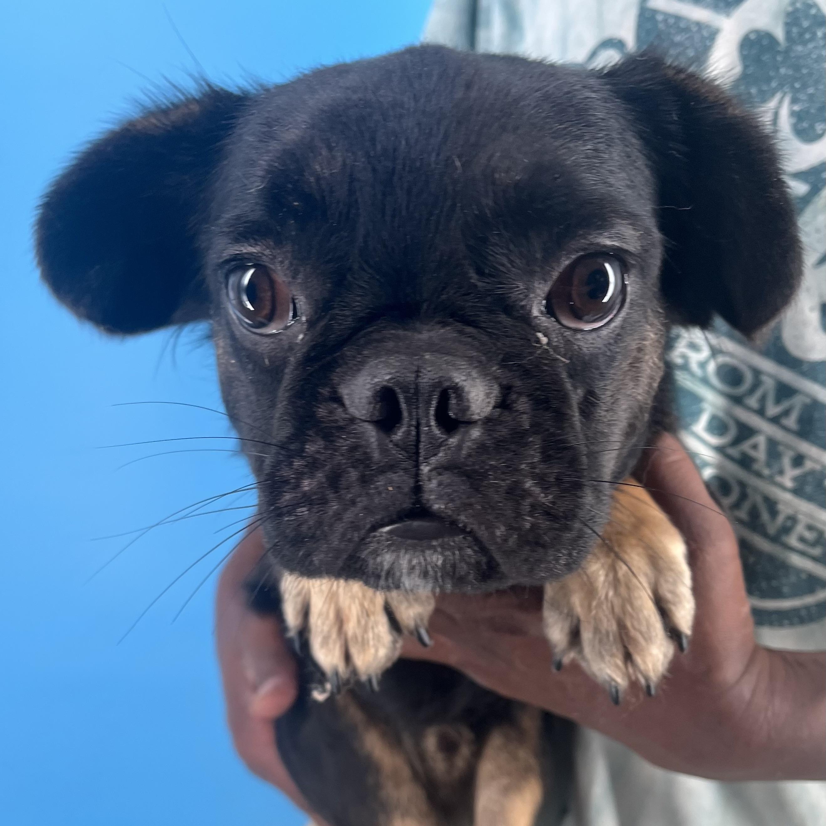 Romeo - Local Sept 26-28